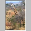 Mikumi Nationalpark - eine Massai-Giraffe, Tansania