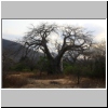 Baobabs in der Baobab Valley, Tansania