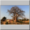 Baobab in der Nähe von Mua, Malawi