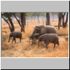 South Luangwa Nationalpark - Elefanten, Sambia