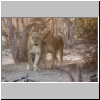 Löwen, Chobe N.P., Botswana