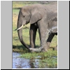 Elefant, Chobe N.P., Botswana