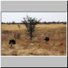Strauße in der typischen Landschaft bei Gweta, Botswana