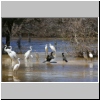 Wasservögel im Fluss bei Toteng, Botswana