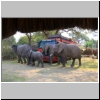 am South Luangwa Nationalpark - Elefanten im Croc Valley Camp, Sambia