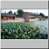 Beijing - Sommerpalast, Lotosbl&auml;tter im Nordostteil des Kunming-Sees, links Haus der Duftenden Kr&auml;uter, rechts Palast der Jadewellen