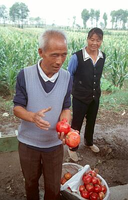 in einem Dorf bei Xian - ein Dorfbewohner beim Verkauf der Granatäpfel