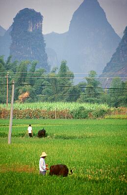 dörfliche Landschaft bei Yangshuo - Reisfelder, Bambusbüsche und Karstberge, vorne Bauern mit Wasserbüffeln