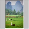dörfliche Landschaft bei Yangshuo - Reisfelder, Bambusbüsche und Karstberge, vorne Bauern mit Wasserbüffeln