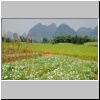 dörfliche Landschaft bei Yangshuo -  Reisfelder, Bambusbüsche und Karstberge
