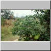 dörfliche Landschaft bei Yangshuo -  ein Baum mit Pomelos-Früchten (?)