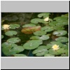 Suzhou - Seerosen im Garten des Verweilens