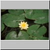 Suzhou - eine Seerose im Garten des Verweilens