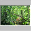 Corcovado N.P. - Dschungelvegetation
