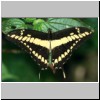 Corcovado N.P. - ein Schmetterling