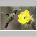 San Antonio de Pichincha - ein Kolibri
