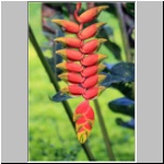 im Dschungel am Rio Misahualli