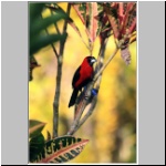 in der Lodge am Rio Misahualli