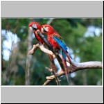 in der Lodge am Rio Misahualli