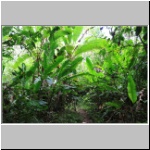 im Dschungel am Rio Misahualli