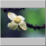 Vegetation im Dschungel am Rio Napo