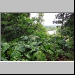 Vegetation im Dschungel am Rio Napo