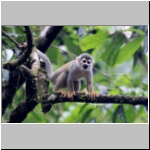 Totenkopfaffe im Dschungel am Rio Napo