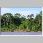 im Dschungel am Rio Napo