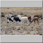 Lamas am Fuß des Vulkans Chimborazo