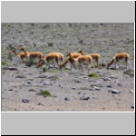 Vikunias am Fuß des Vulkans Chimborazo
