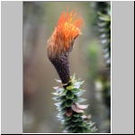 Vegetation im El Cajas Nationalpark