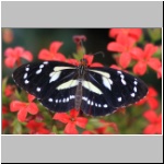 in der Umgebung von Vilcabamba