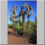 in der Charles Darwin Station in Pto. Ayora auf der Galapagosinsel Santa Cruz