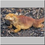 ein Land-Leguan in der Charles Darwin Station in Pto. Ayora auf der Galapagosinsel Santa Cruz