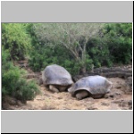 Galapagosschildkröten in der Charles Darwin Station in Pto. Ayora auf der Galapagosinsel Santa Cruz