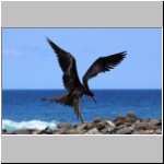 Galapagos - Insel North Seymour, ein Fregatenvogel