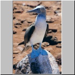 Galapagos - Insel North Seymour, ein Blaufußtölpel