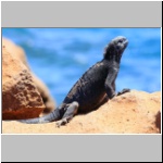 Galapagos - Insel North Seymour, eine Meerechse