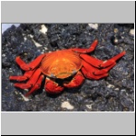 Galapagos - Insel Santa Cruz (Strand von Bachas), eine Klippenkrabbe