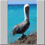 Galapagos - Insel Santa Cruz (Strand von Bachas), ein Braunpelikan