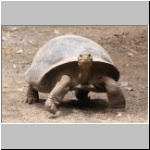 Galapagos - in der Schildkrötenzuchtstation auf der Insel Isabela