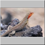 Galapagos - Insel Isabela, kleine Echse