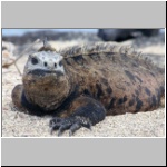 Galapagos - Insel Isabela, eine Meerechse