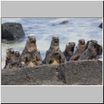 Galapagos - Insel Isabela, Meerechsen