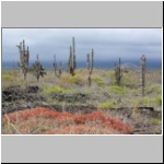Galapagos - Landschaft im Süden der Insel Isabela