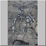 Galapagos - Meerechsen  auf den Inselchen Las Tintoreras vor der Insel Isabela