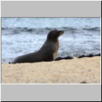 Galapagos - ein Seelöwe auf den Inselchen Las Tintoreras vor der Insel Isabela