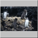 Galapagos - Pinguine auf den Inselchen Las Tintoreras vor der Insel Isabela