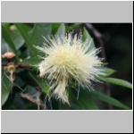 Galapagos - im Süden der Insel Isabela