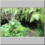 Galapagos - Eingang zu einem Lava-Tunnel im Süden der Insel Isabela